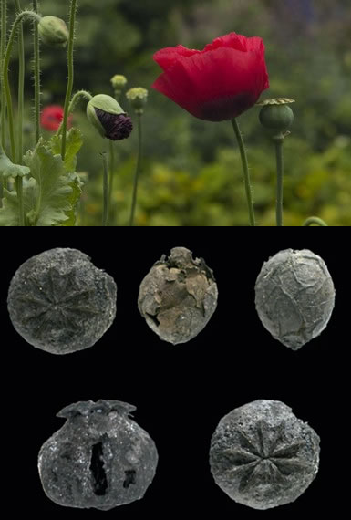 Papaver sonniferum found on site