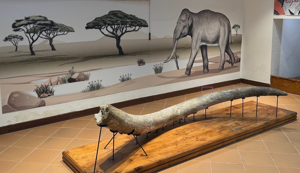 Prehistoric Museum of Pofi (Frosinone) 3