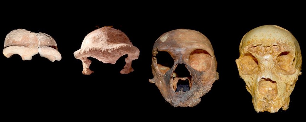 Neanderthal skulls.