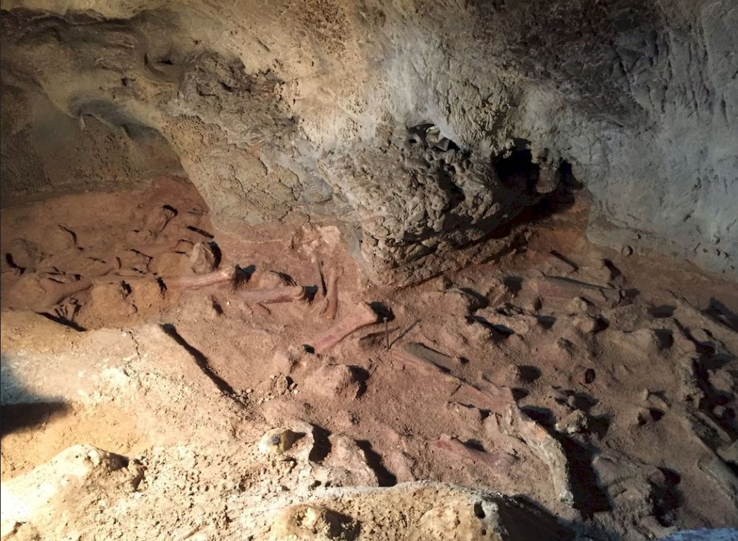 Guattari Cave, paleosol with bones.