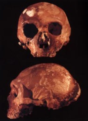 The first Neanderthal skull discovered by Guattari.