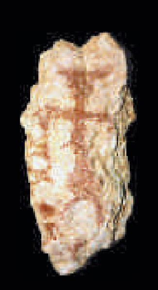 Human figure, fragment with a ring motif, and four-legged animal.
