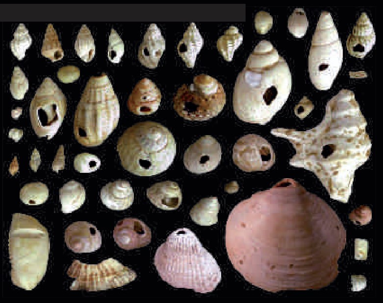Perforated marine shells found in the Aurignacian layers.