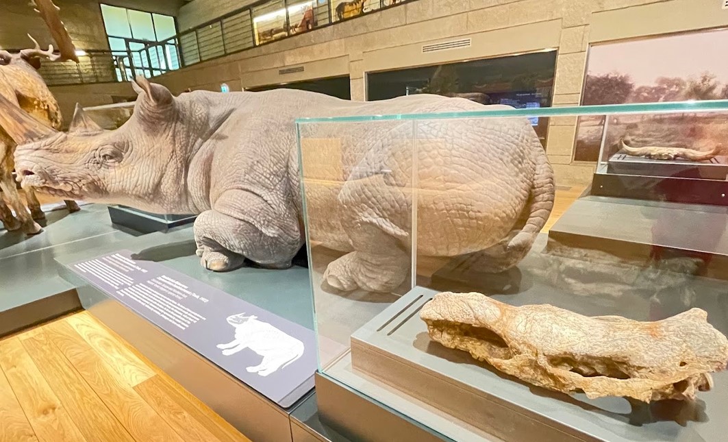 The archaeological site and museum La Pineta