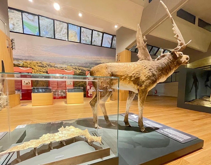The archaeological site and museum La Pineta