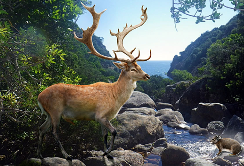 Reconstruction of Megaceros cazioti in its natural environment, along with Prolagus sardus