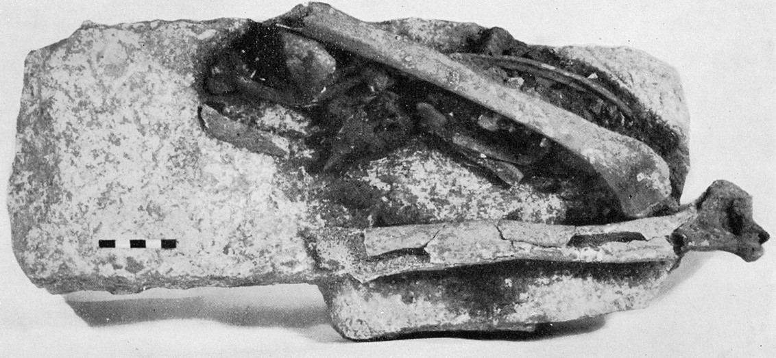 Photo of a rectangular limestone stone with human humeri and ribs, probably a small altar with relics. A flint blade can be distinguished between the two humeri.