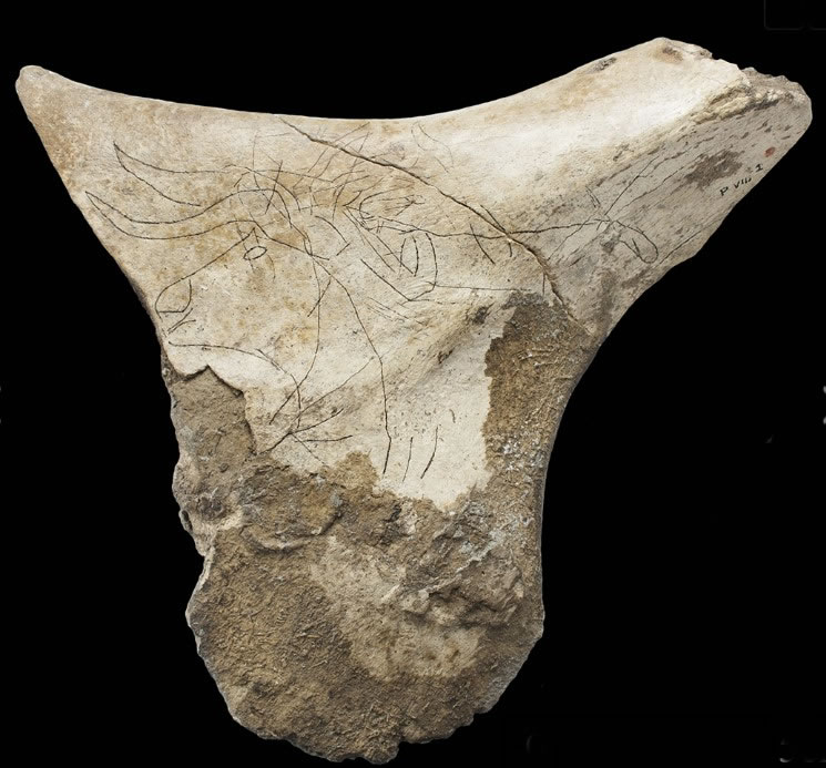 Photo of the Auroch profile.