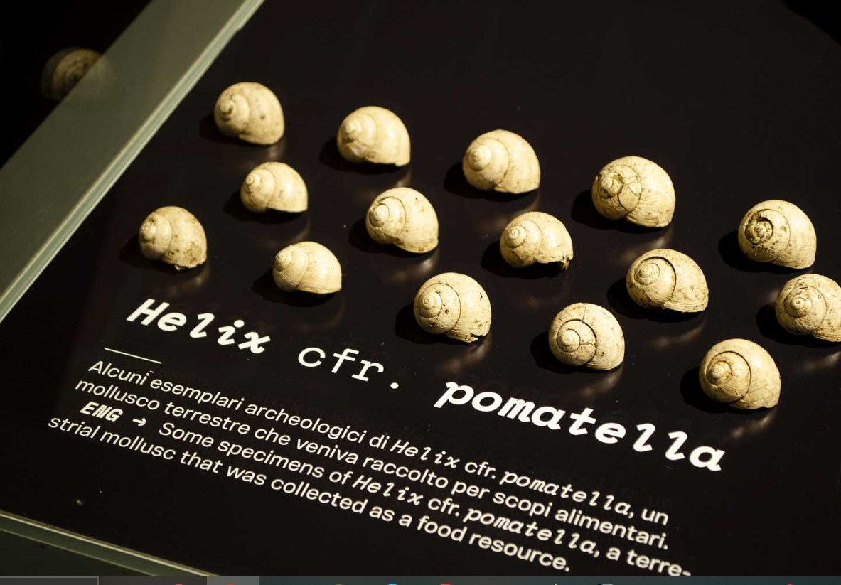 Helix pomatella
